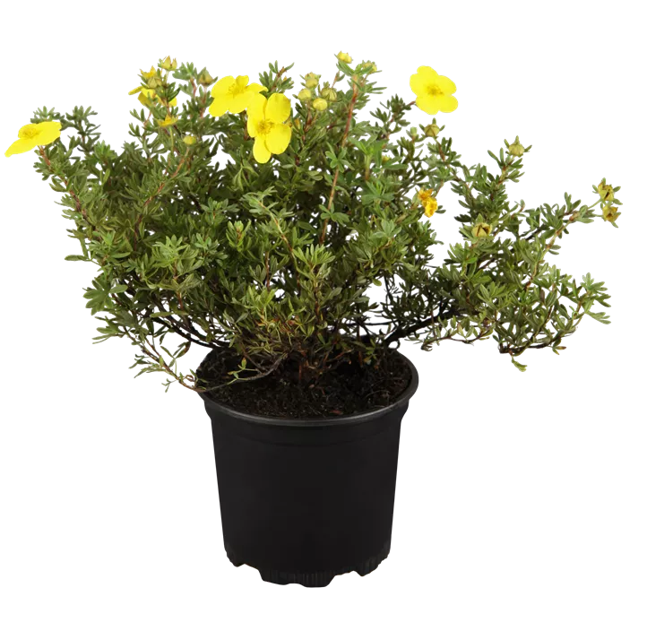 Fingerstrauch 'Goldfinger' Fingerstrauch 'Goldfinger'