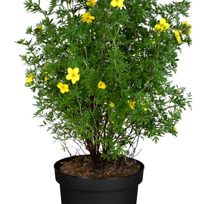 Fingerstrauch 'Goldfinger' Fingerstrauch 'Goldfinger'