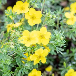 Potentilla fruticosa Goldfinger