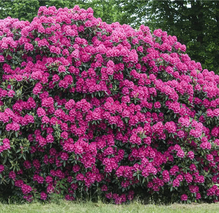Rhododendron 'Nova Zembla' Rhododendron 'Nova Zembla'