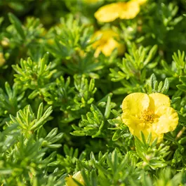 Potentilla fruticosa Kobold