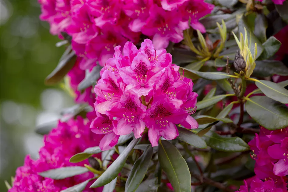 Rhododendron Nova Zembla, Rhododendron 'Nova Zembla' - Bellaflora