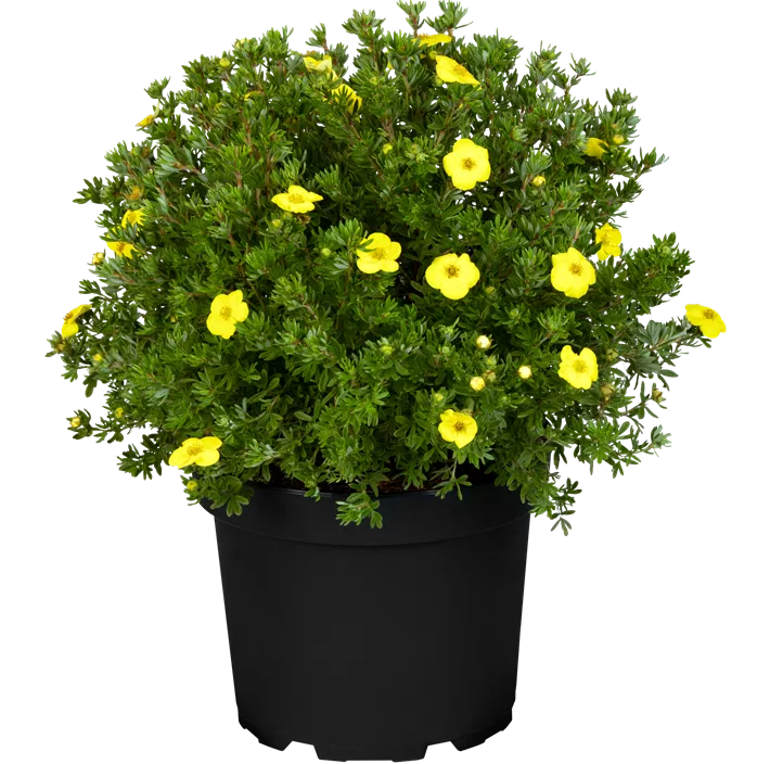 Fingerstrauch 'Kobold'