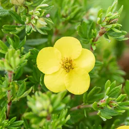 Potentilla Kobold