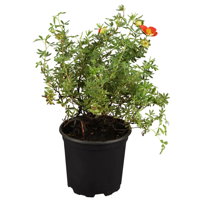 Fingerstrauch 'Red Ace'