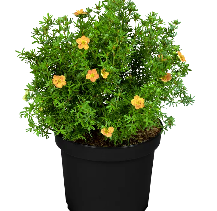 Fingerstrauch 'Red Ace'