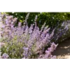 bellaflora Gartencenter GmbH