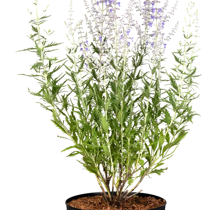 Blauraute 'Blue Spire' Blauraute 'Blue Spire'