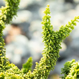 Chamaecyparis obtusa Teddy Bear