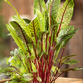 Rumex sanquineum Smoothie
