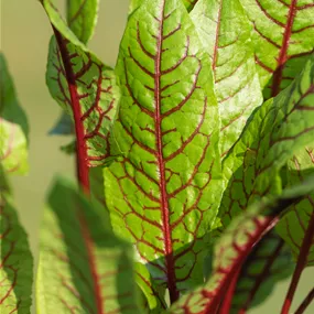 Rumex sanguineus - Sauerampfer