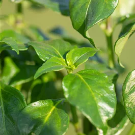 Rungia klossii