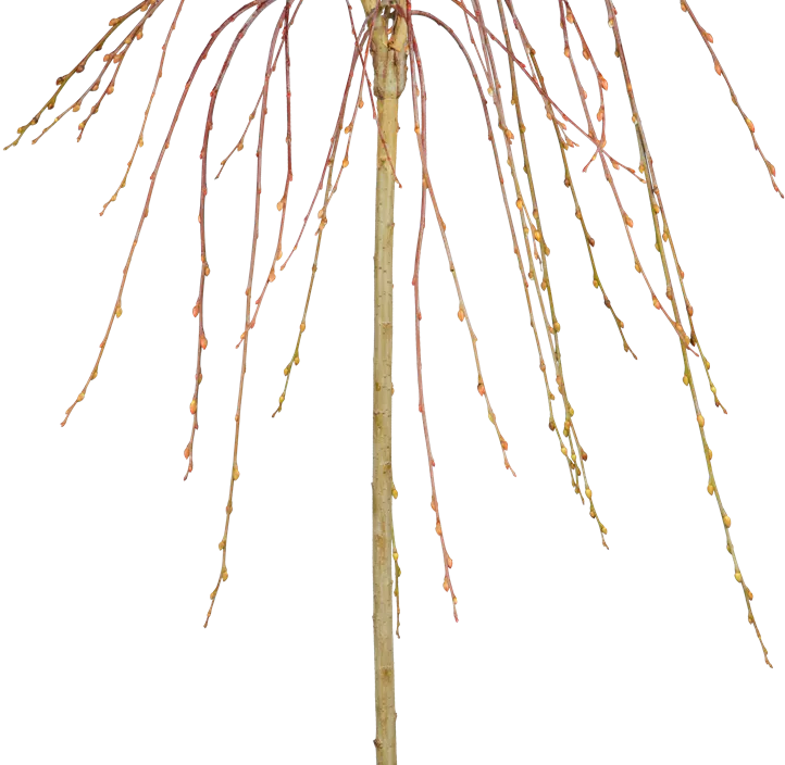 Goldkätzchen 'Pendula' Goldkätzchen 'Pendula'