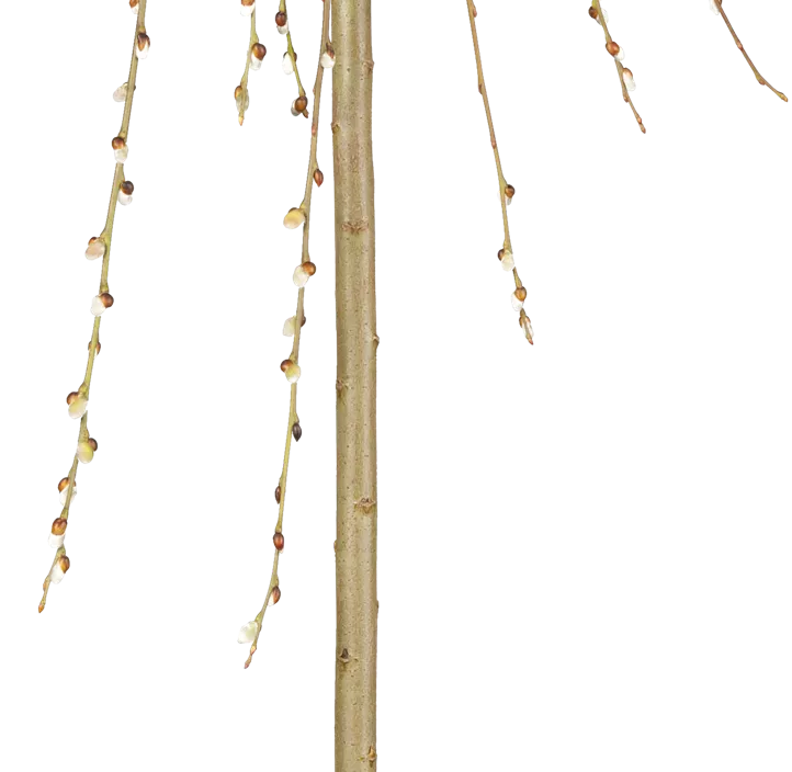Goldkätzchen 'Pendula' Goldkätzchen 'Pendula'
