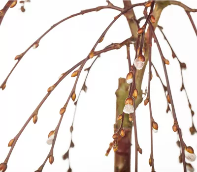 Salix caprea Pendula