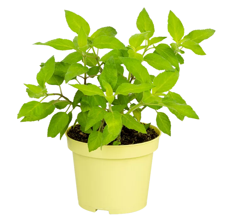 Ananas-Salbei Ananas-Salbei