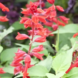 Salvia splendens Salvia splendens