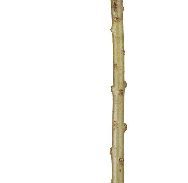 Schweizer Weide Schweizer Weide