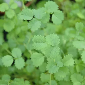Sanguisorba minor
