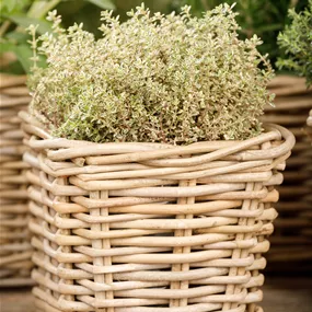 Thymus citriodorus aureus