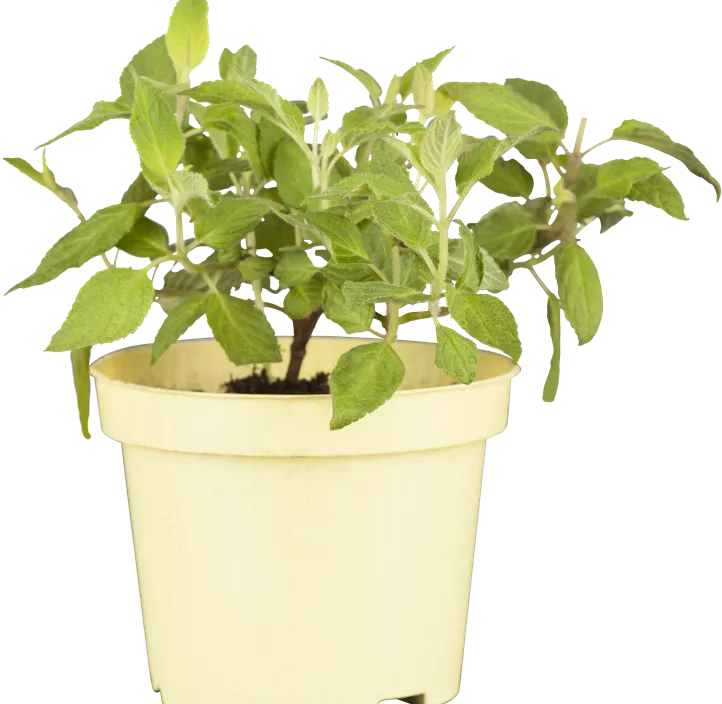 Honigmelonen-Salbei Honigmelonen-Salbei