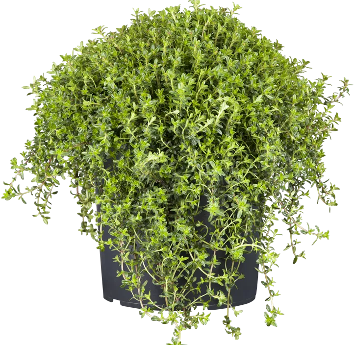 Berg-Bohnenkraut Berg-Bohnenkraut