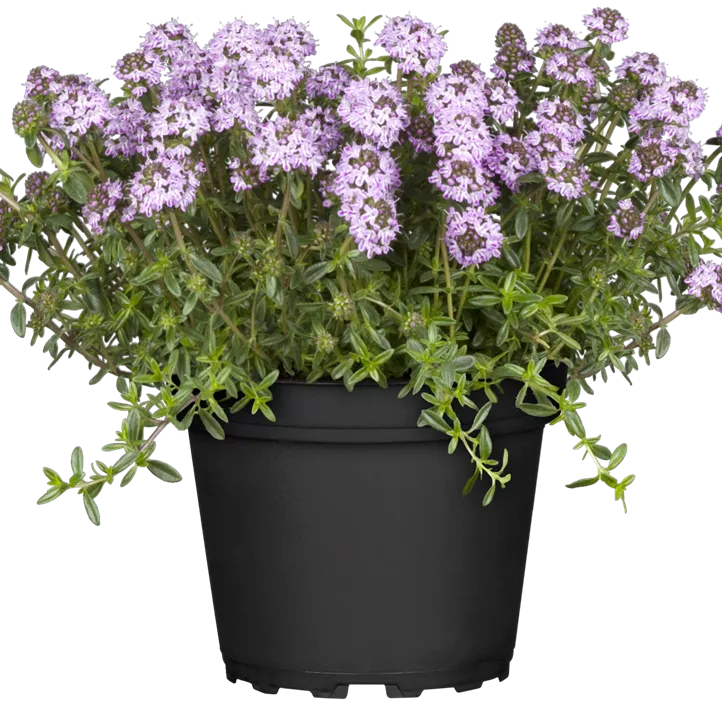 Berg-Bohnenkraut Berg-Bohnenkraut