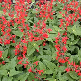 Salvia elegans