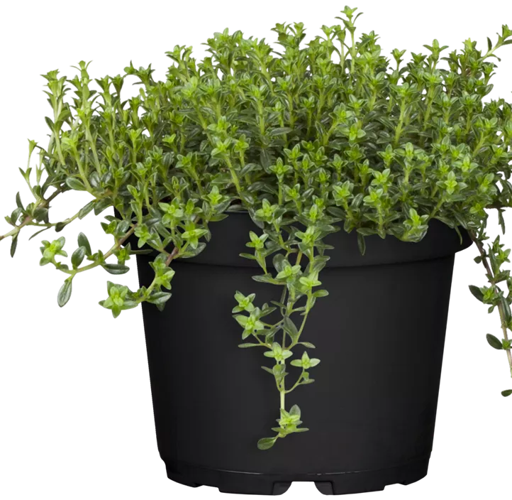 Berg-Bohnenkraut Berg-Bohnenkraut