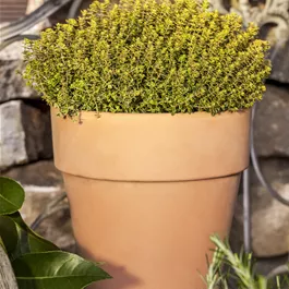 Thymus citrodorus aureus