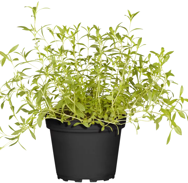 Berg-Bohnenkraut Berg-Bohnenkraut