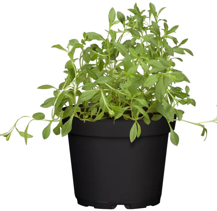 Berg-Bohnenkraut Berg-Bohnenkraut