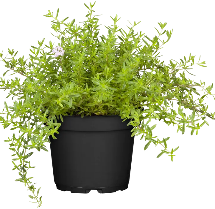 Berg-Bohnenkraut Berg-Bohnenkraut