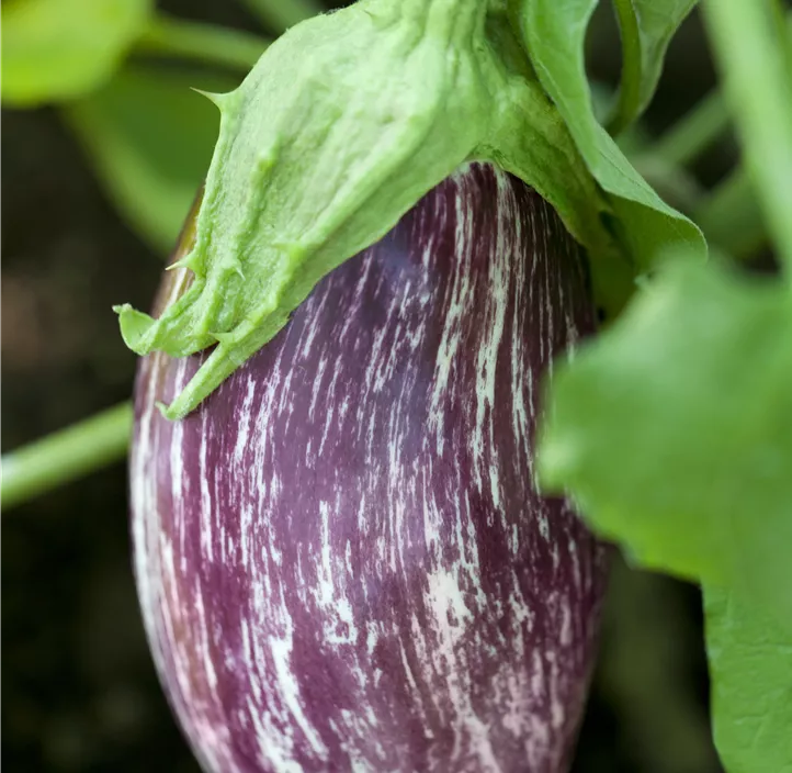 Aubergine 'Angela'
