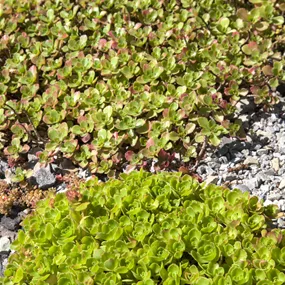 Sedum Mix in Sorten