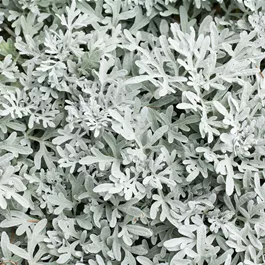 Senecio bicolor