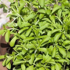 Stevia rebaudiana