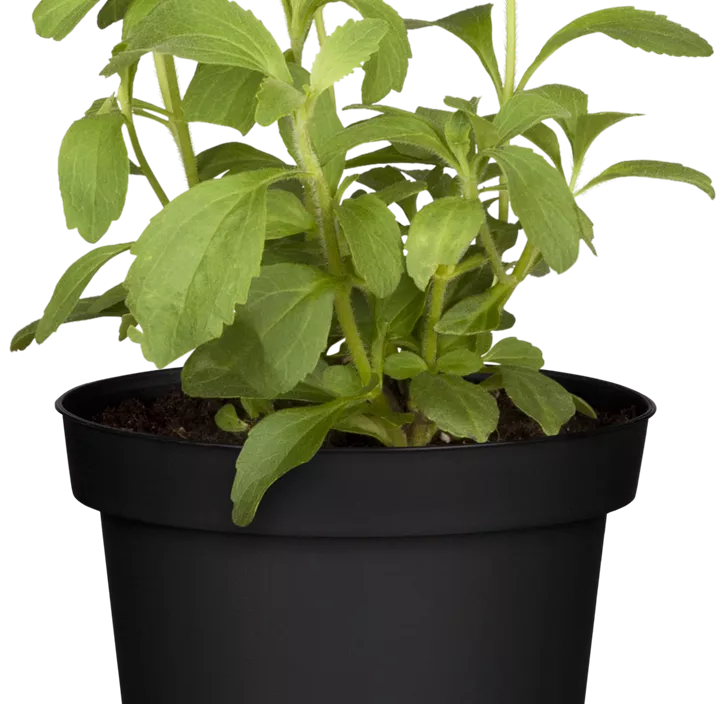 Süßkraut Süßkraut