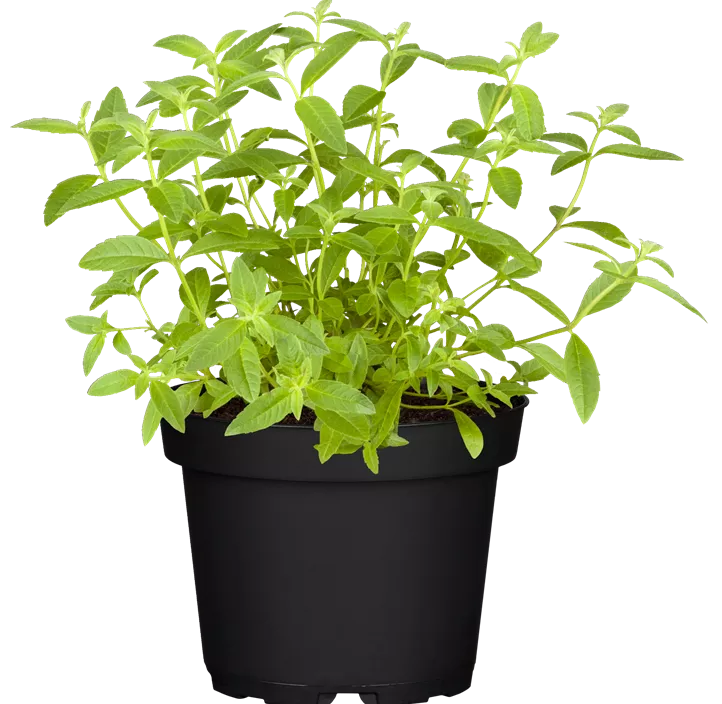 Süßkraut Süßkraut