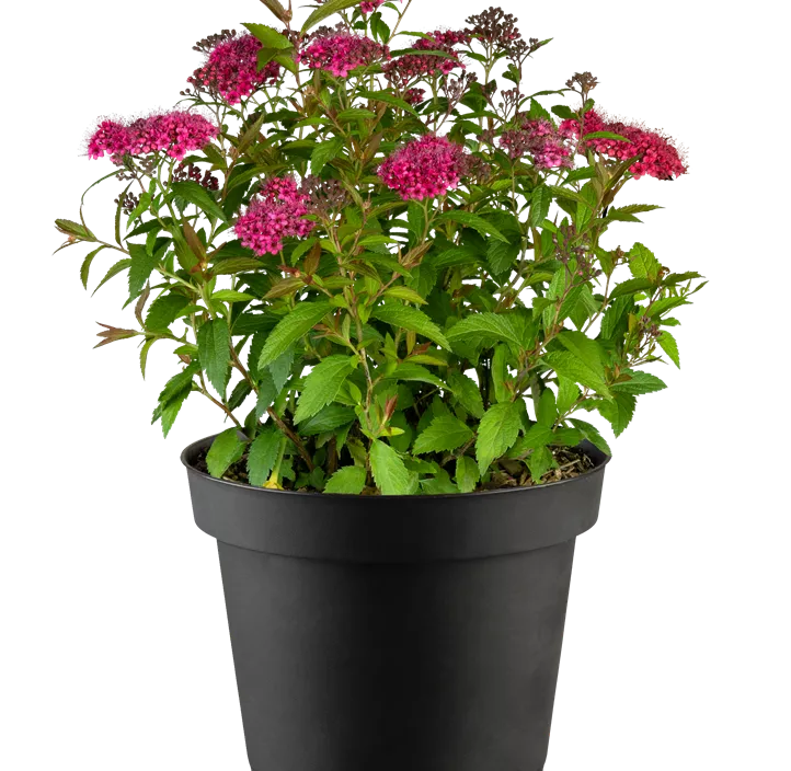 Sommerspiere 'Dart's Red'