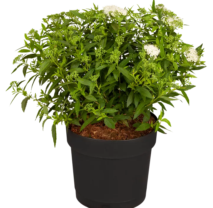 Sommerspiere 'Albiflora'