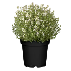 Thymus fragrantissimus