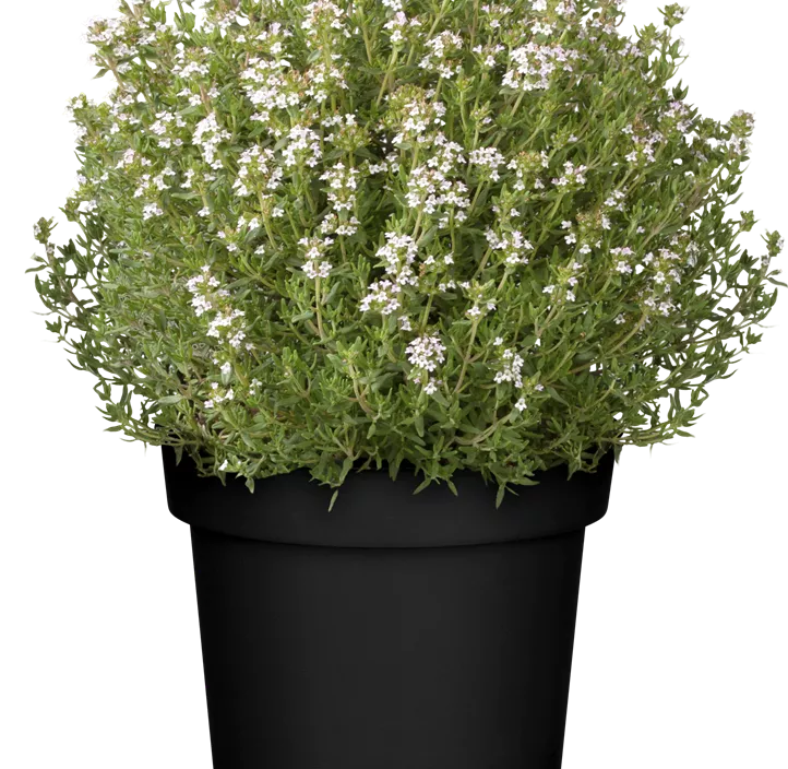 Orangen-Thymian Orangen-Thymian