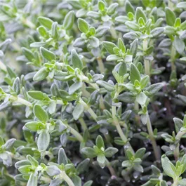 Thymus fragrantissimus