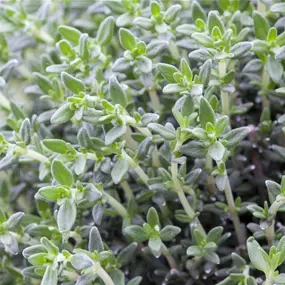 Thymus fragrantissimus