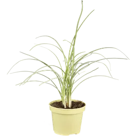 Tulbaghia violacea