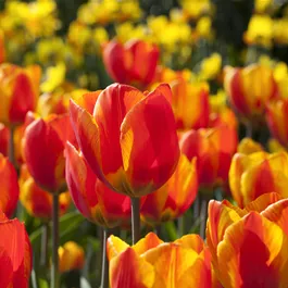 Tulipa Hybride Yellow Flair