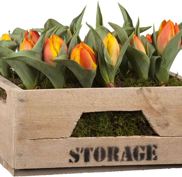 Tulpe 'Yellow Flair' Tulpe 'Yellow Flair'