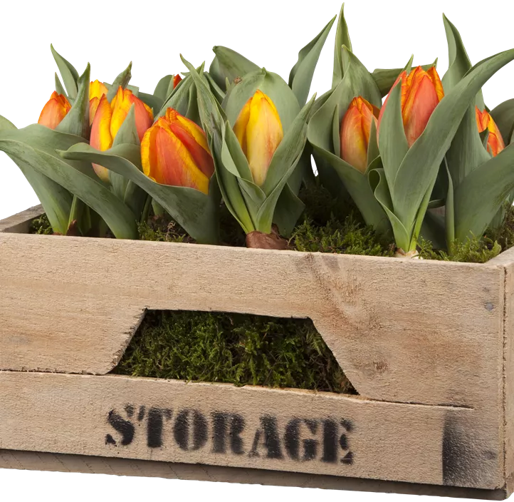 Tulpe 'Yellow Flair' Tulpe 'Yellow Flair'