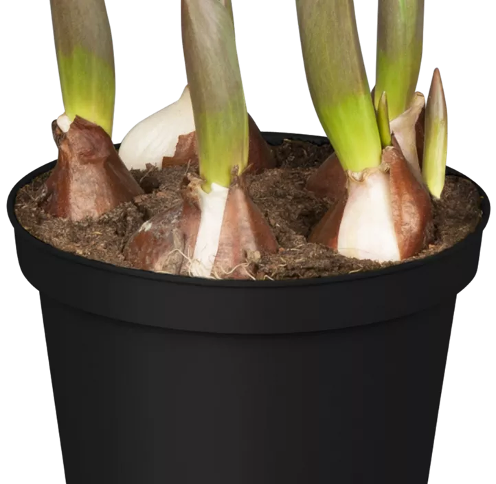 Tulpe 'Yellow Flair' Tulpe 'Yellow Flair'